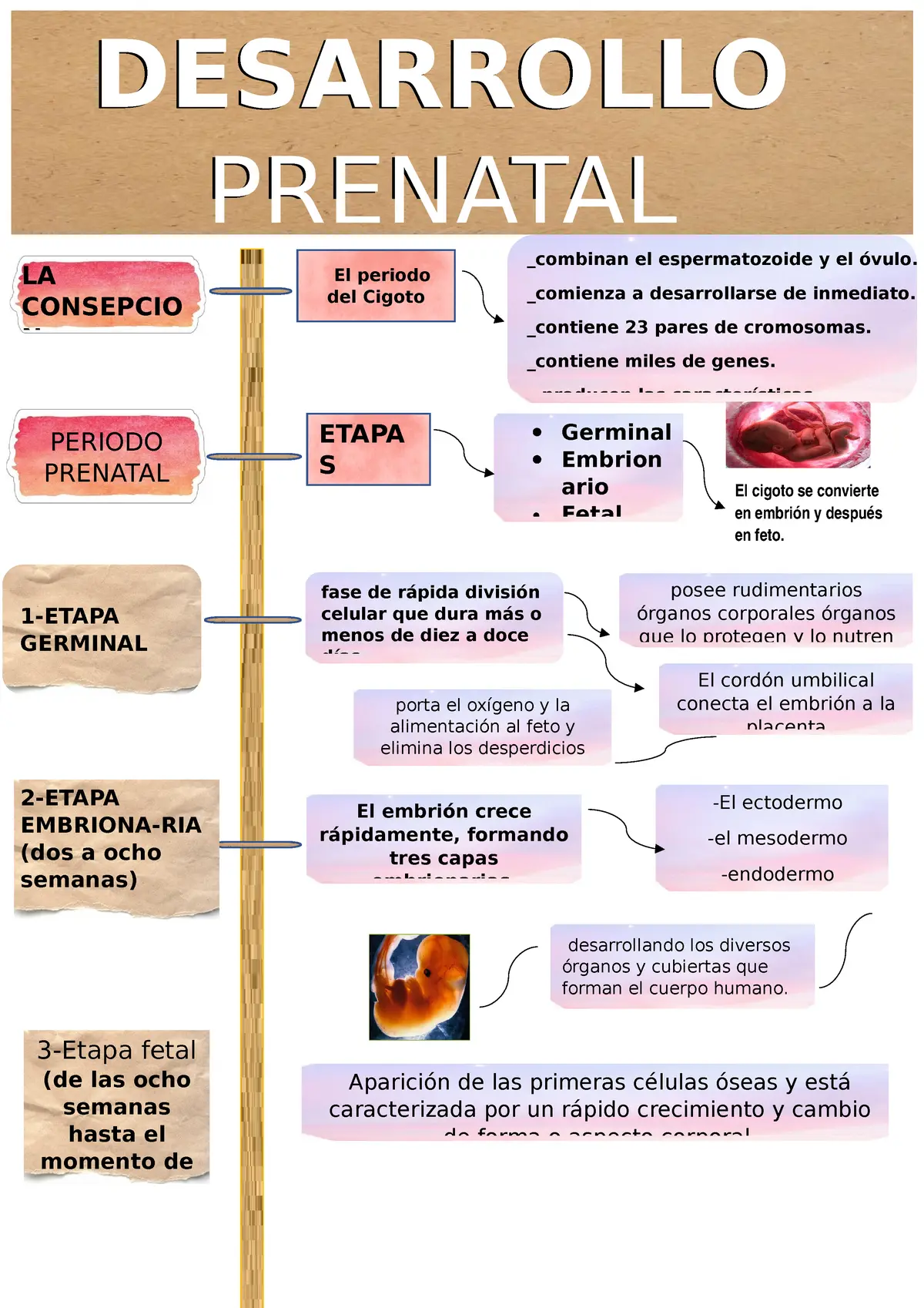 etapa prenatal caracteristicas psicologicas - Cómo es el comportamiento en la etapa prenatal