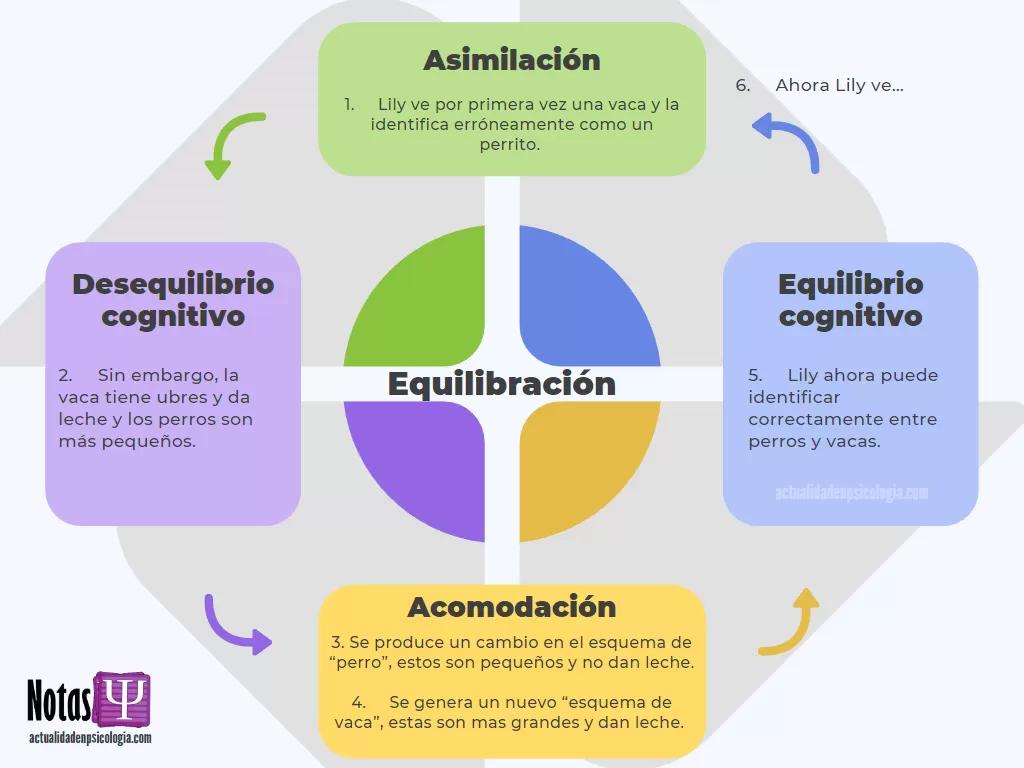 asimilacion definicion psicologia - Cómo se da el proceso de asimilación