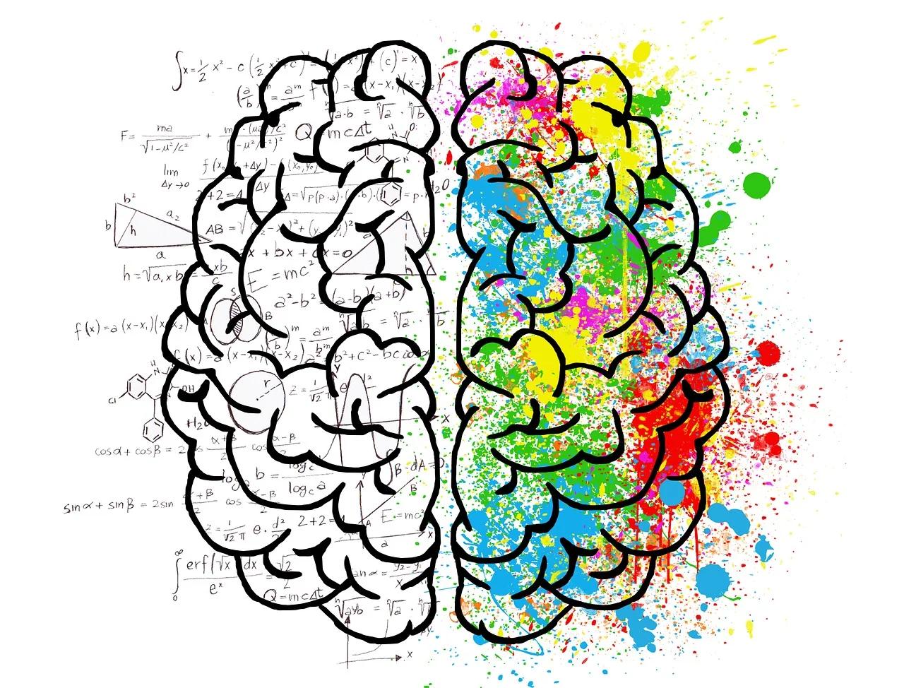 cerebro psicologia - Cómo se divide el cerebro en psicología