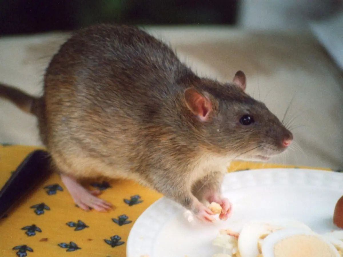 miedo a los ratones psicologia - Cómo se le dice a las personas que le tienen miedo a los ratones