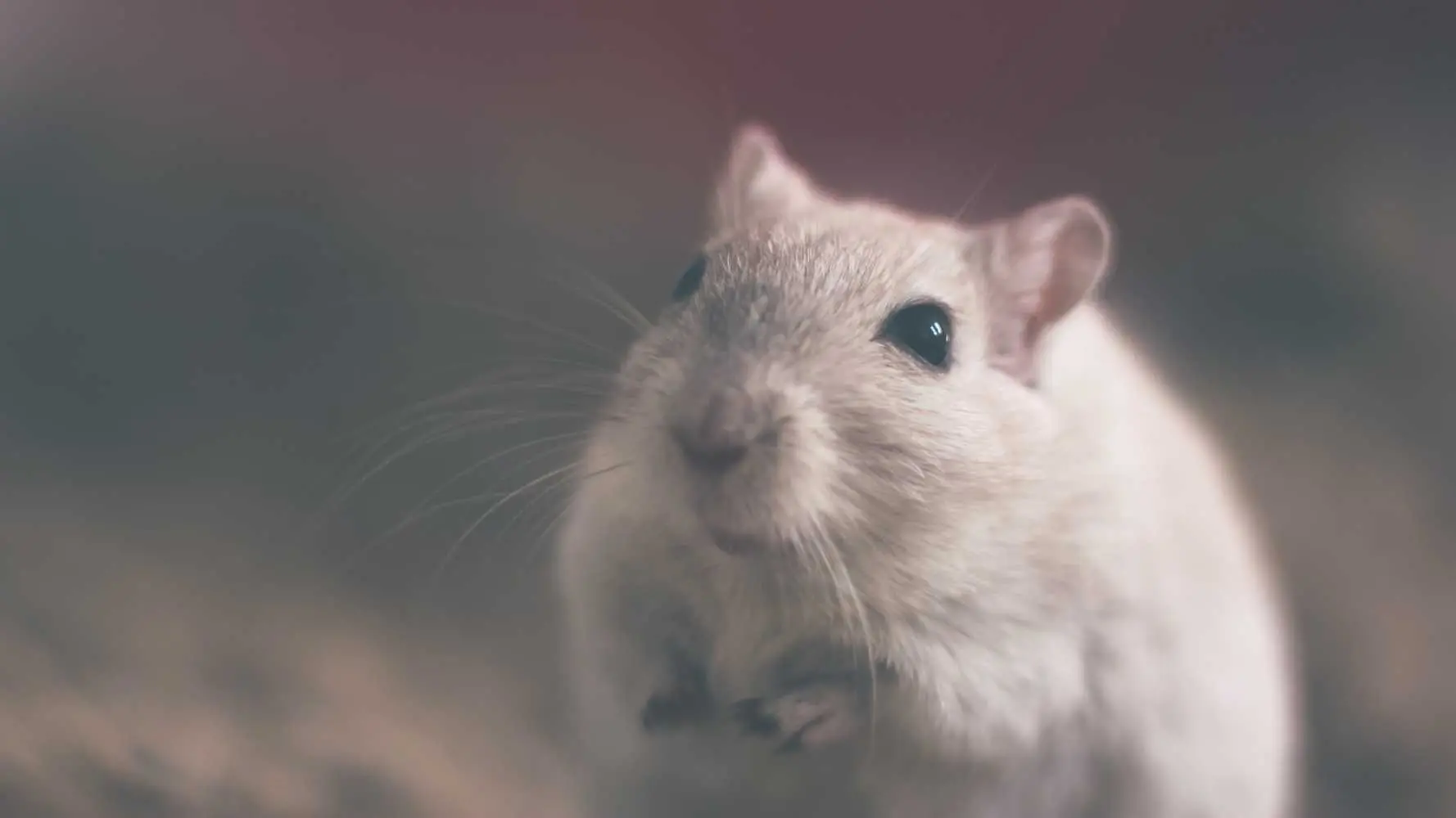 miedo a los ratones psicologia - Cómo superar el miedo a los ratones
