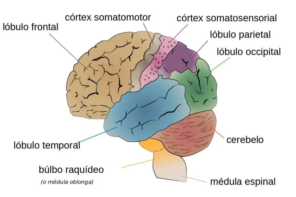 partes del cerebro psicologia - Cuál es la función de cada parte del cerebro