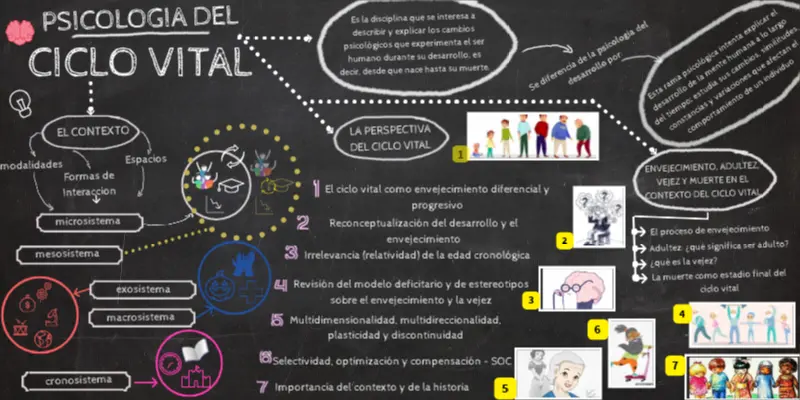 ciclo vital psicologia - Cuáles son las etapas del ciclo vital en psicología