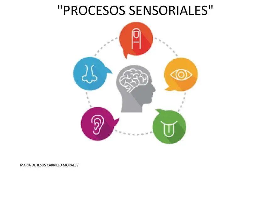 procesos sensoriales psicologia - Cuáles son las fases del procesamiento sensorial