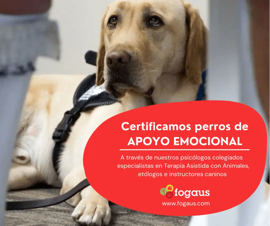 Psicólogo de perros en Chile: ¿Cuánto cuesta y dónde encontrar uno? - Cuánto cuesta un etólogo canino Chile psicologo de perros chile - Cuánto cuesta un etólogo canino Chile