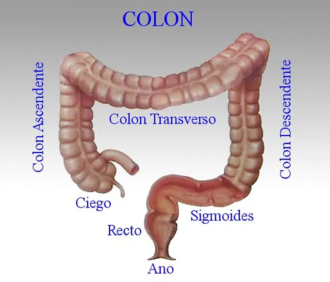 cancer de colon causas psicologicas - Qué emocion representa el cáncer de colon
