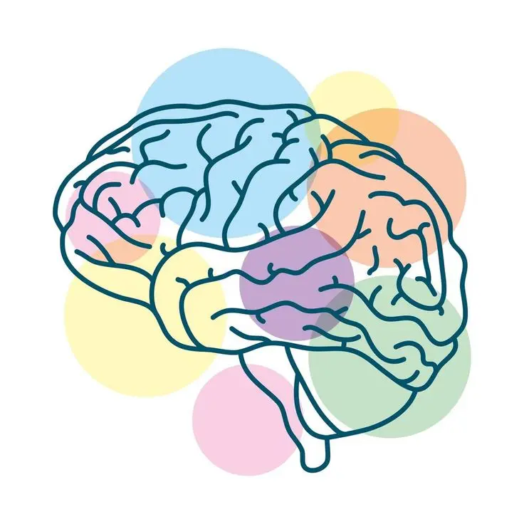 cerebro psicologia - Qué es el cerebelo en psicología