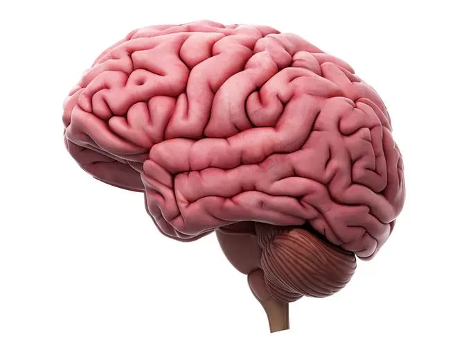 cerebro psicologia - Qué es el cerebro en la psicología