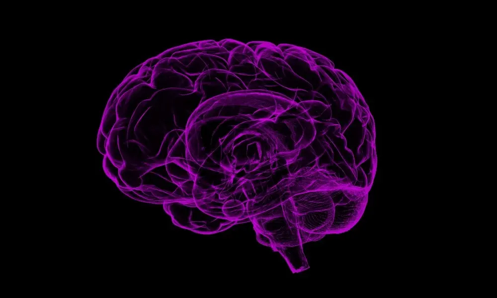 Modelo Multialmacen En Psicolog A Cognitiva Funcionamiento De La