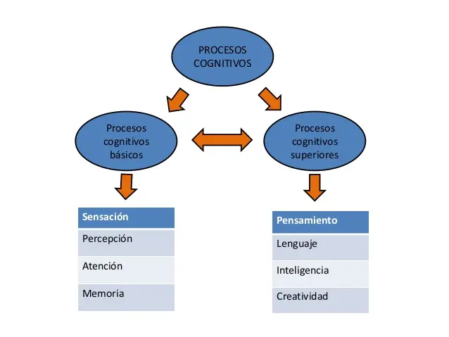 procesos cognitivos de la psicologia - Qué es el procesamiento cognitivo en psicología