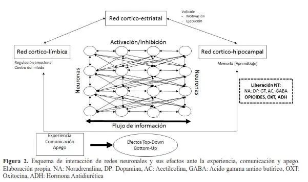 procesos bottom up y top down psicologia - Qué es la metodología top-down y para qué se utiliza