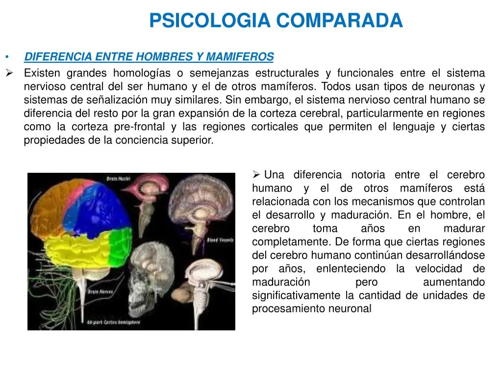 psicologia comparada definicion - Qué es la psicobiologia comparativa