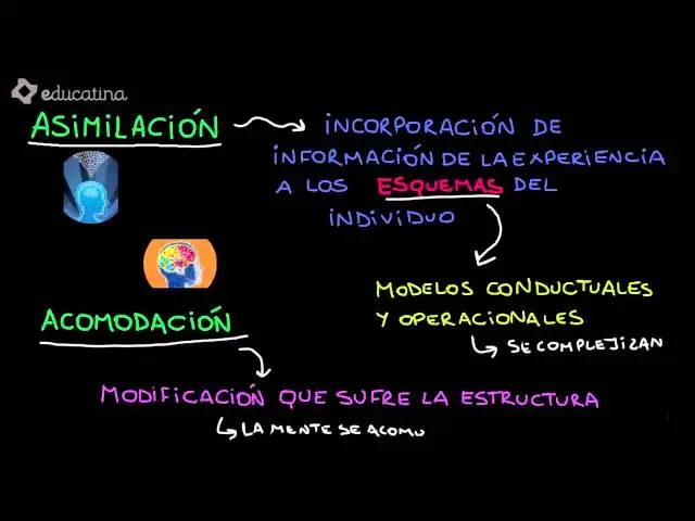 psicologia genetica cognitiva - Qué es la teoría genética de Piaget