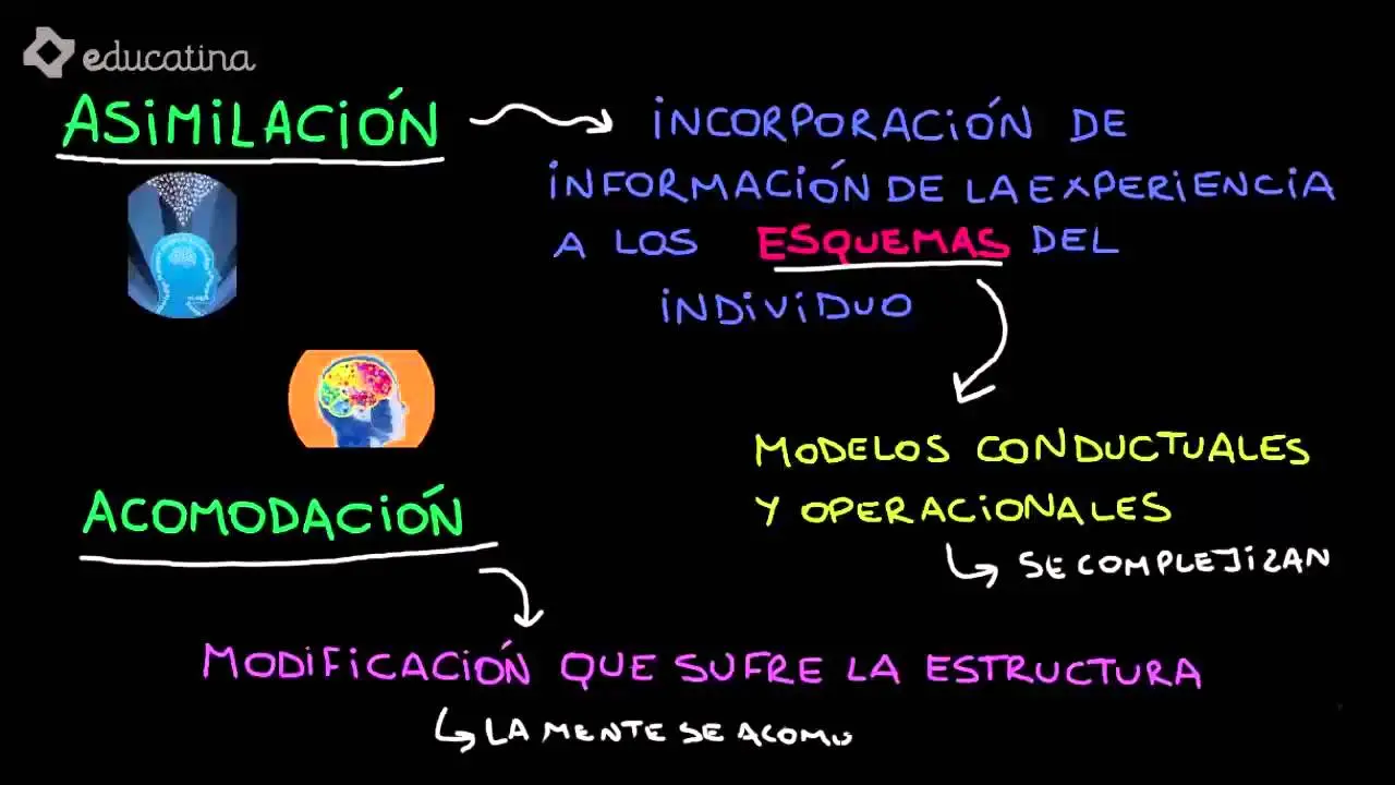 Psicología genética de Piaget - Qué es la teoría psicogenética de Piaget psicologia genetica piaget - Qué es la teoría psicogenética de Piaget