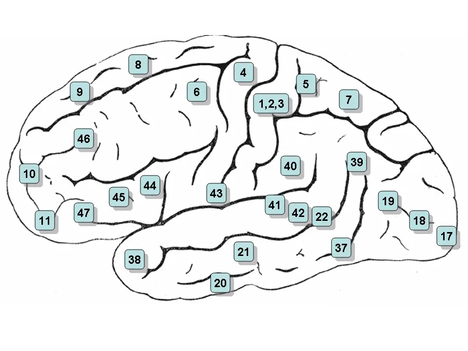 psicologia neurolinguistica - Qué es neurolingüística y cuáles son sus canales