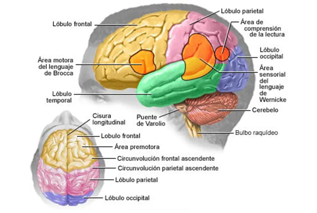 partes del cerebro psicologia - Qué parte del cerebro controla los procesos psicologicos