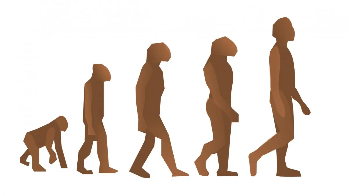 teoria de la evolucion psicologia - Qué propone la teoría de la evolución