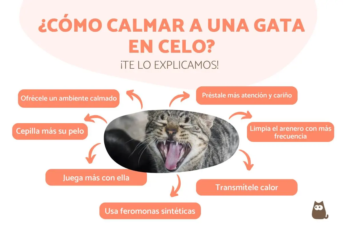 embarazos psicologicos en gatos - Qué se puede hacer para calmar a una gata en celo