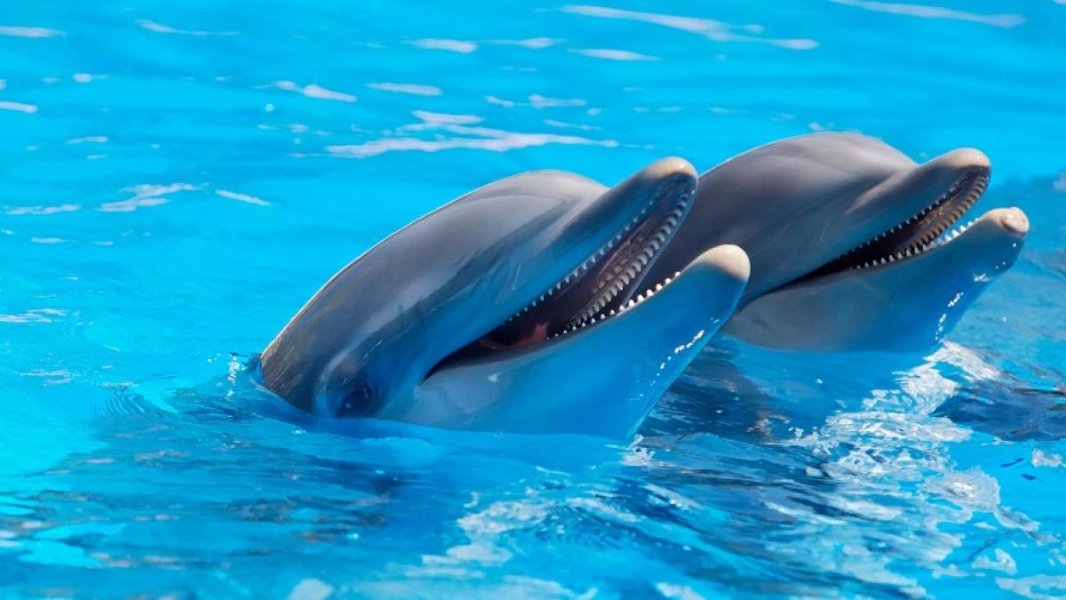 delfin psicologia - Qué significa el delfín en la psicología