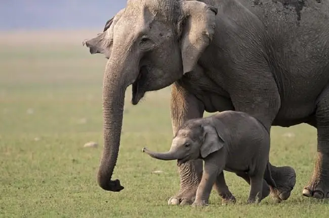 elefante rosa psicologia - Qué significa el elefante en la psicologia