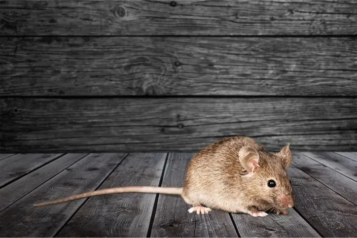 miedo a los ratones psicologia - Qué significa el miedo a los ratones