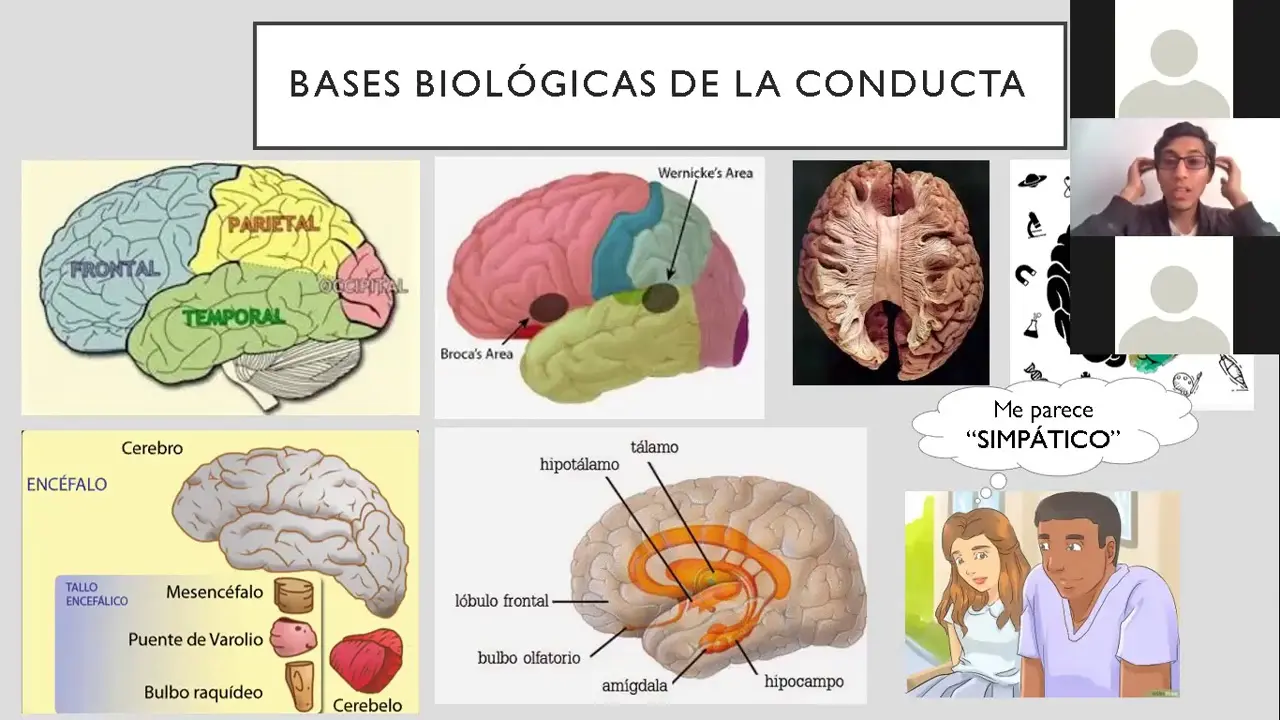 bases biologicas psicologia - Qué son las bases biológicas de la conducta
