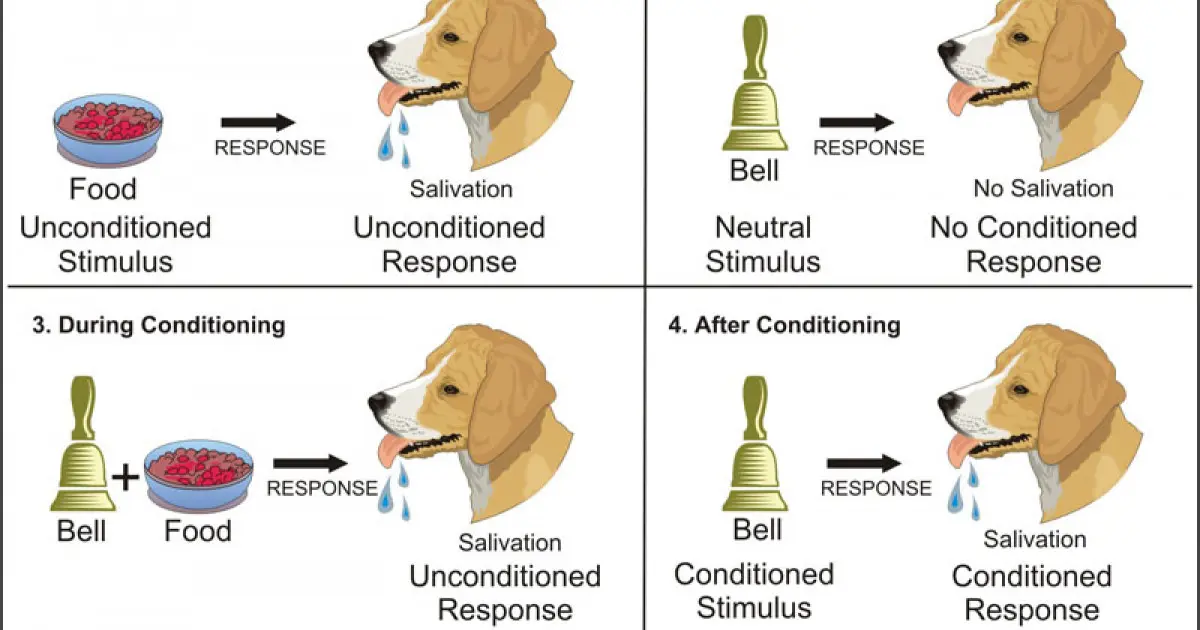 reflejo condicionado psicologia - Qué son los reflejos condicionados según Pavlov